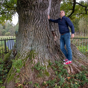 Сахоновский дуб -- самое старое дерево Верхнедвинского района