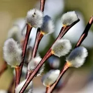 «Верба хлест, бей до слез!» С Вербным воскресеньем! 