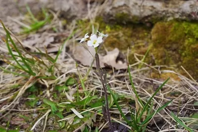 Календарь первоцветов. Часть III