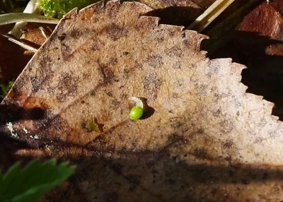 Календарь первоцветов. Часть II